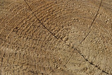 Doku gördüm ağaç kesmek.