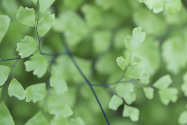 Yeşil bulanık arka planda bitkinin parlak yeşil yaprakları.