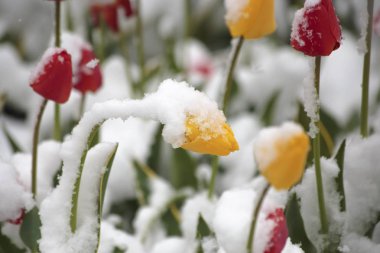 Lale bir parkta flowerbed üzerinde kapalı düşmüş karda ile 