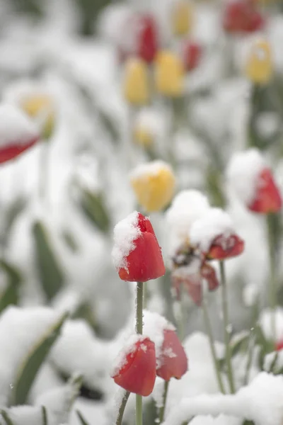 Tulipas em um canteiro de flores em um parque coberto de neve caída no — Fotografia de Stock