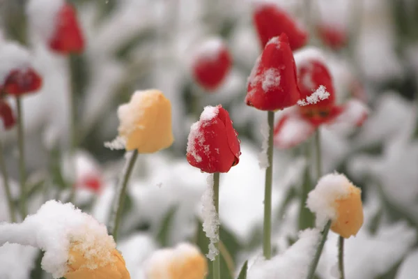 郁金香在一个公园的花坛上覆盖着雪在 — 图库照片