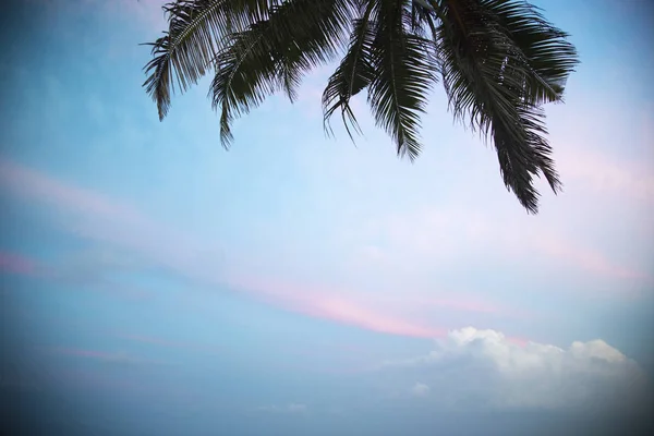 Palmové listy na pozadí bílé mraky. — Stock fotografie