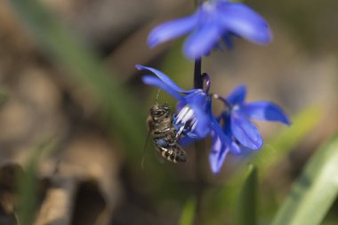 Arı nektarı ilk bahar çiçekleri toplar..