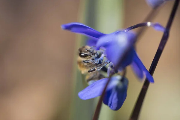 The bee collects the nectar from the first spring flowers. — Stock Photo, Image