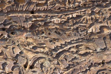 Ağaç kabuğu içindedir. Kahverengi doku.