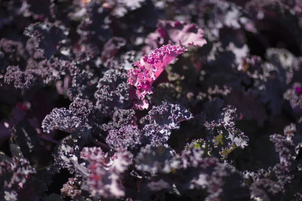 Один рожевий лист салату на тлі темно-фіолетового листя — стокове фото