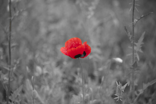 Red poppy on a black and white background.