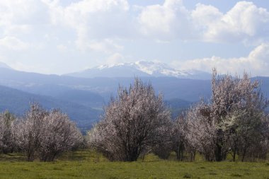 Parlak mavi gökyüzü karşı bir çiçek bahçesi.