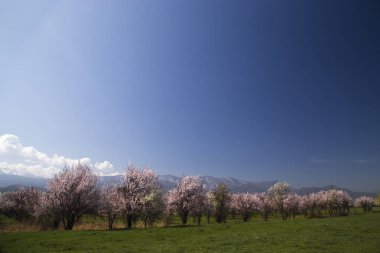 Parlak mavi gökyüzü karşı bir çiçek bahçesi.