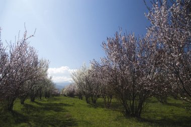 Parlak mavi gökyüzü karşı bir çiçek bahçesi.