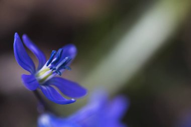 Parlak mavi çiçekler güneş ışığı altında