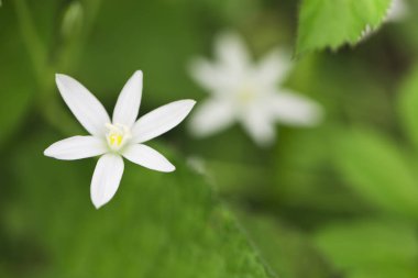 Yeşil arka plan bulanık parlak beyaz çiçekler.