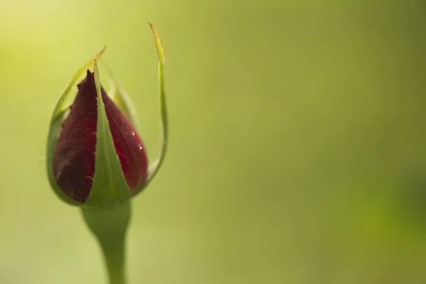 Rose bourgeon avec des gouttes de rosée sur un fond vert . — Photo