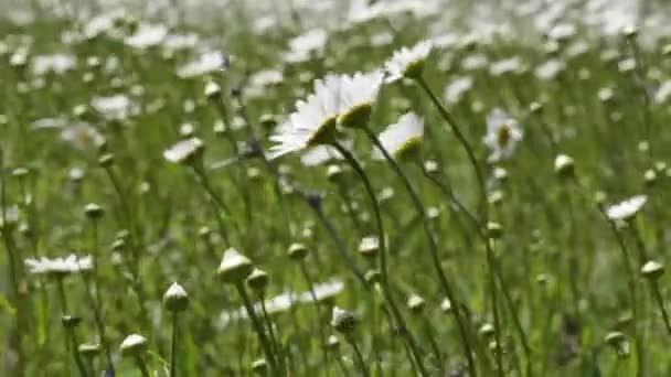 Camomiles in the field — Stock Video