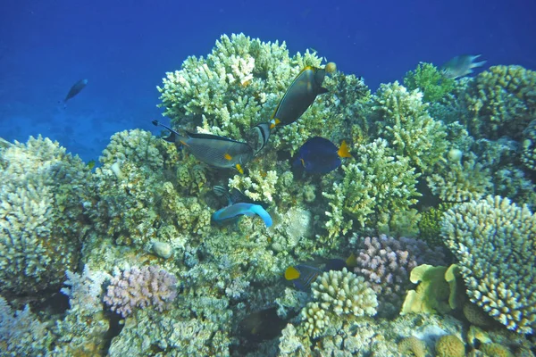 Peixes multicoloridos nadam sobre o recife de coral . — Fotografia de Stock