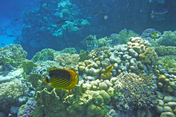 Peixes multicoloridos nadam sobre o recife de coral . — Fotografia de Stock