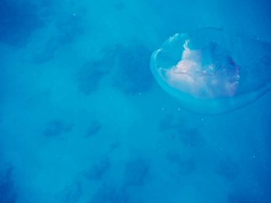 Arka plan mavi su üzerinde mavi deniz anası.