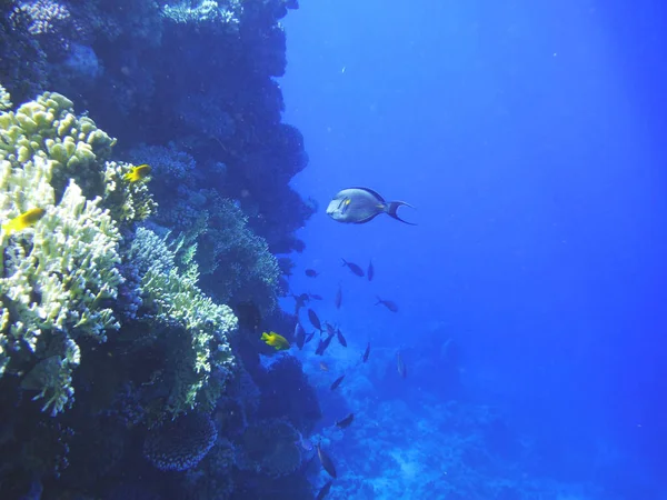 Peces multicolores nadan sobre el arrecife de coral . —  Fotos de Stock