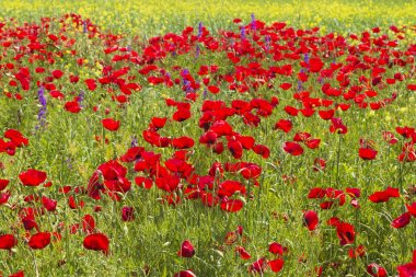 Çayır çiçeklerle kaplı.