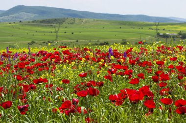 Çayır çiçeklerle kaplı.