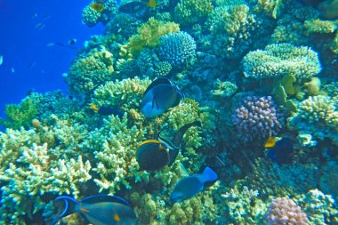 Çok renkli balık mercan resif üzerinde yüzmek.