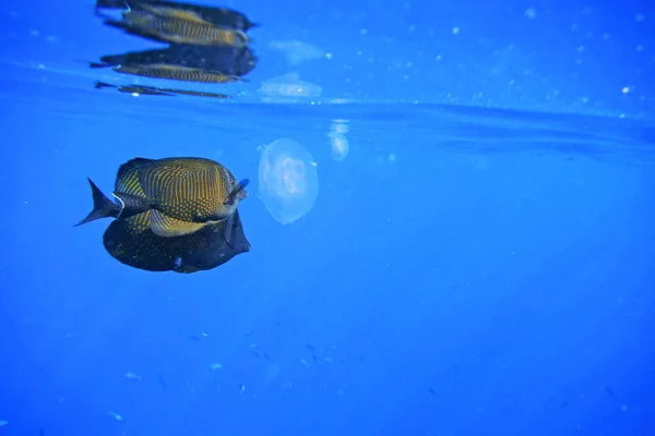 Los peces tropicales están considerando una medusa. . —  Fotos de Stock