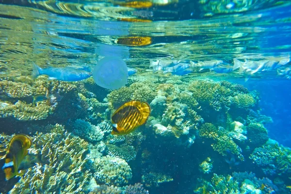 Çok renkli balık mercan resif üzerinde yüzmek. — Stok fotoğraf