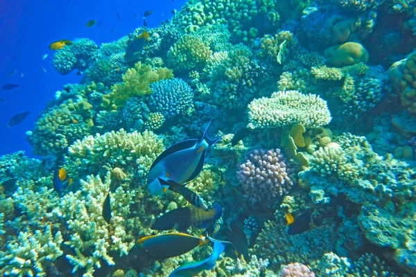 Peixes multicoloridos nadam sobre o recife de coral . — Fotografia de Stock