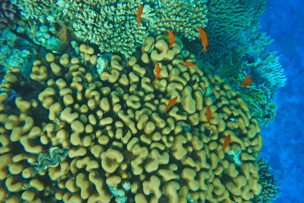 Çok renkli balık mercan resif üzerinde yüzmek. — Stok fotoğraf
