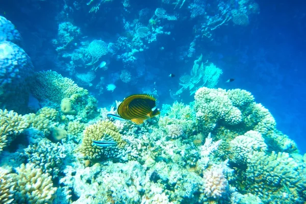 Peces multicolores nadan sobre el arrecife de coral . —  Fotos de Stock