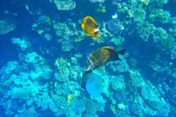 Los peces tropicales están considerando una medusa. . —  Fotos de Stock