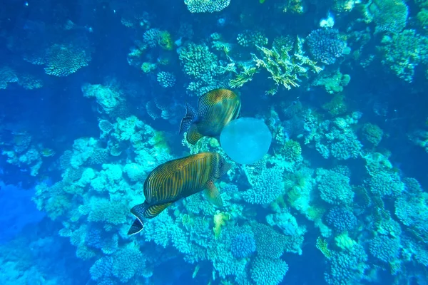 Los peces tropicales están considerando una medusa. . —  Fotos de Stock