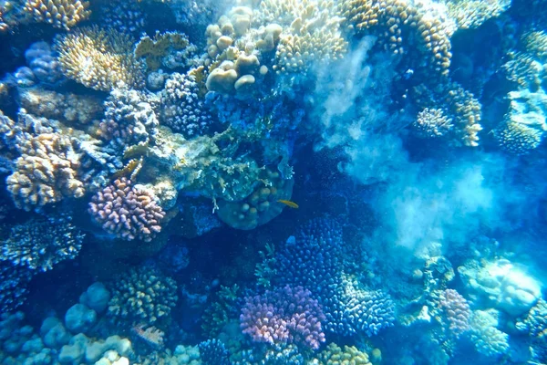 Peixes multicoloridos nadam sobre o recife de coral . — Fotografia de Stock