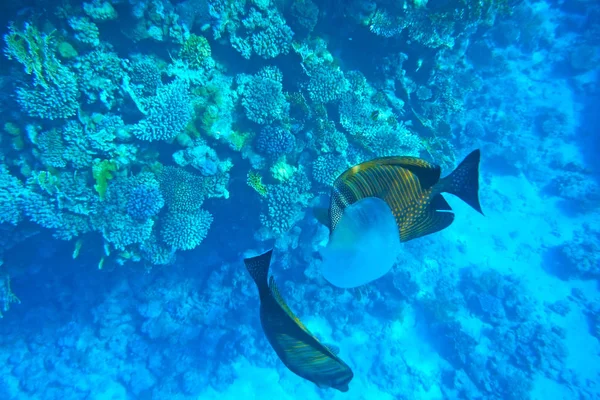 Los peces tropicales están considerando una medusa. . —  Fotos de Stock