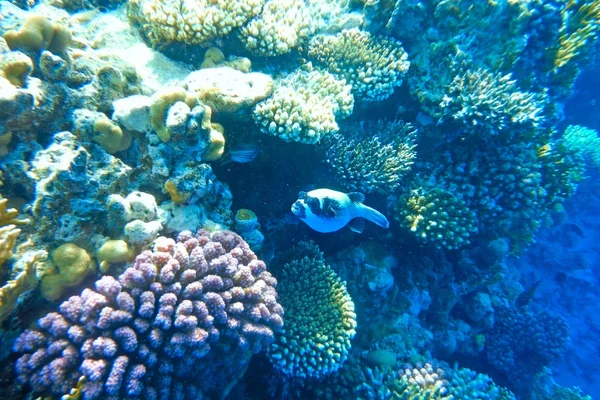 Peces multicolores nadan sobre el arrecife de coral . —  Fotos de Stock