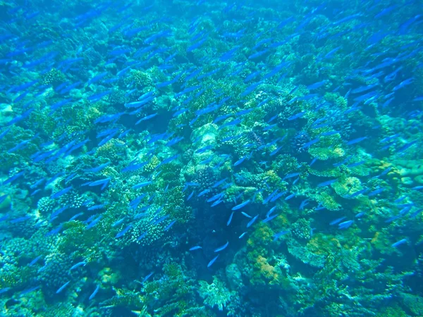 Multicolored fish swim over the coral reef. — Stock Photo, Image