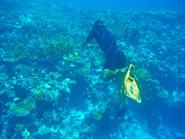 Un hombre bajo el agua fotografía corales y peces —  Fotos de Stock
