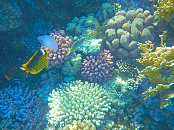 Peixes tropicais estão considerando uma água-viva . — Fotografia de Stock