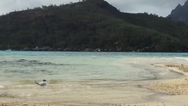 Banhos de gaivota na água do mar . — Vídeo de Stock