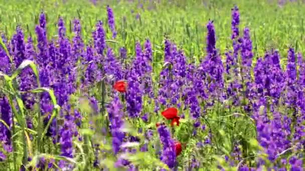 Violette bloemen in het veld onder tarwe oren — Stockvideo
