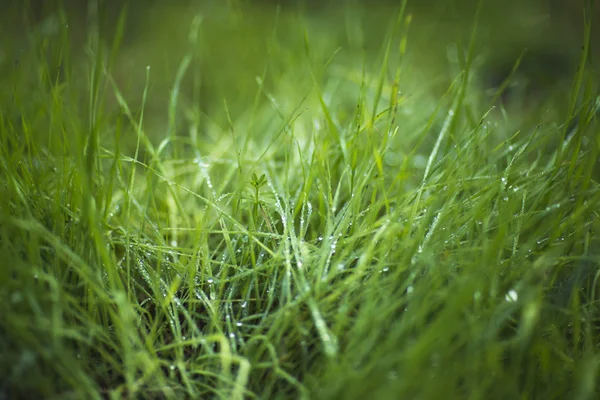 Morgondagg på det gröna gräset — Stockfoto