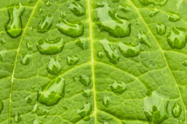 Parlak yeşil yapraklarda yağmur damlaları. Makro.