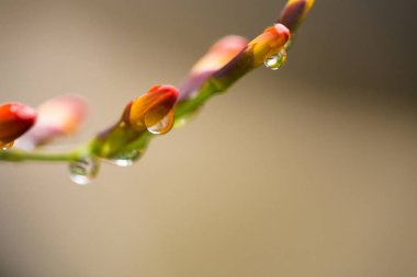 Parlak renkler üzerinde yağmur damlaları. Makro.