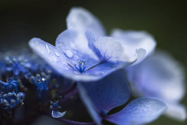 Des gouttes de pluie sur des couleurs vives. Macro . — Photo