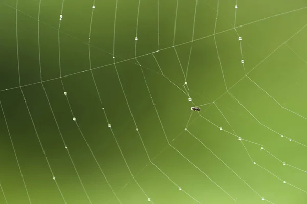 Spindeln sitter på en webbsida. Makro. — Stockfoto
