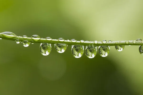 Druppels regen hangen af van de tak van de plant. Macro. — Stockfoto