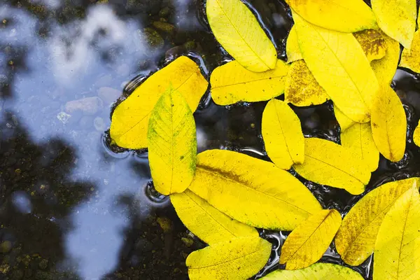 Жовте листя в чистій воді. Осінь . — стокове фото
