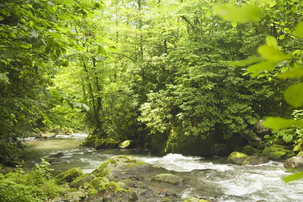 El río de montaña fluye a través del bosque . —  Fotos de Stock