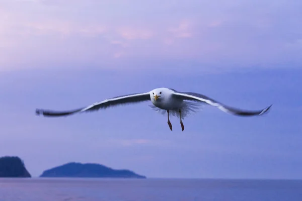 Seagull flying in the setting sun.