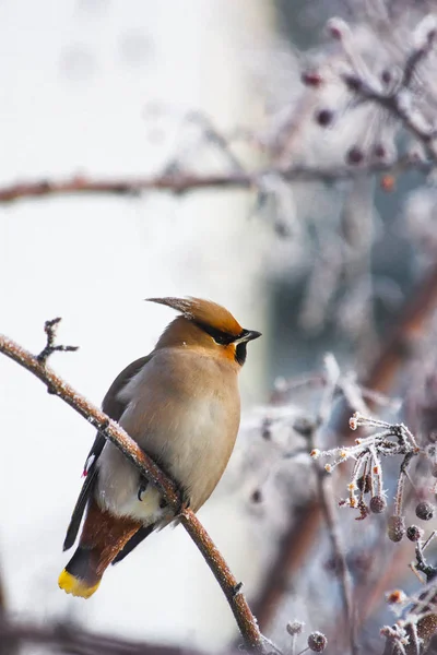 L'uccello sta frusciando su un ramo di un melo selvatico congelato in — Foto Stock